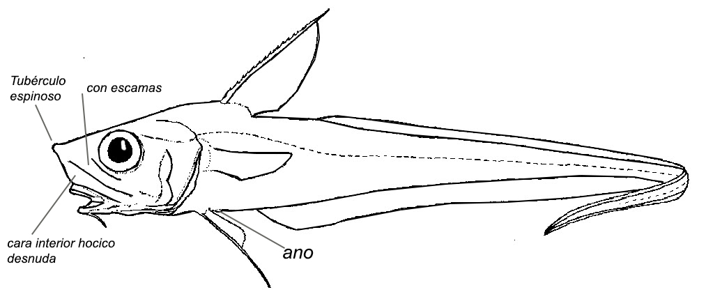 Nezumia spp sclerorhynchus_01